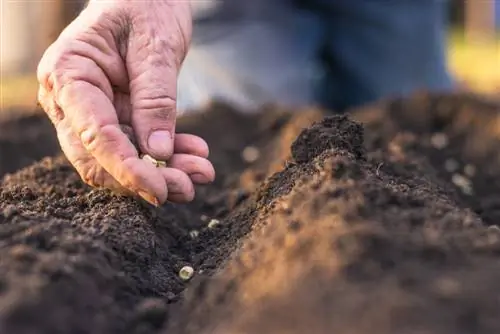 Sow early peas