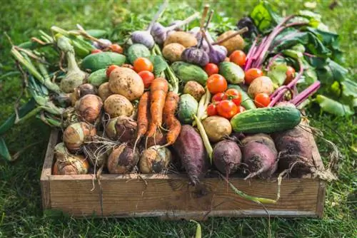 Harvest times for vegetables: seasonal recommendations