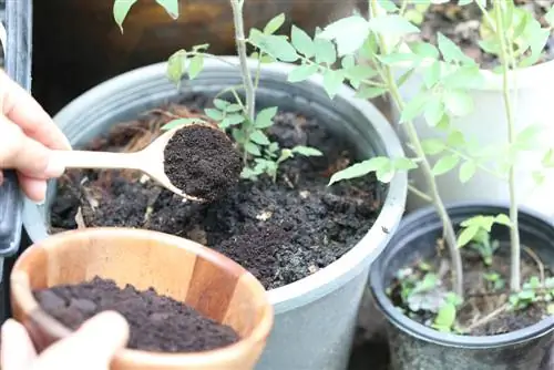 ampas kopi dan pupuk abu kayu