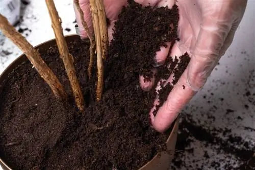 Hibiscus bemesten: zo verzorg je je planten optimaal