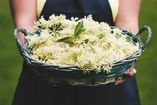 Récolter les ombelles de fleurs de sureau : quand et comment le faire au mieux