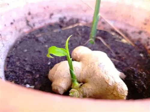 cultivating ginger