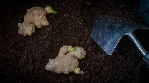 Planting a ginger bulb: This is how you propagate the super bulb