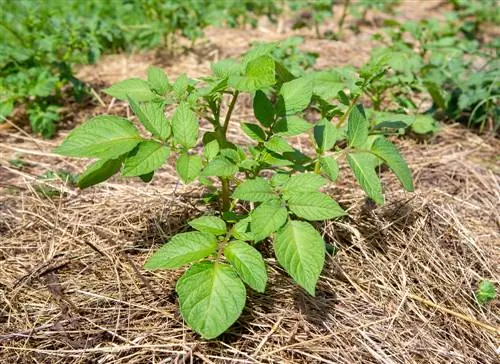 Pacciamatura riuscita delle patate: ecco come funziona