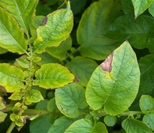 Why is composting potato leaves not always recommended?