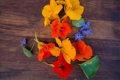 Skörda nasturtiums: när och hur gör man det korrekt?