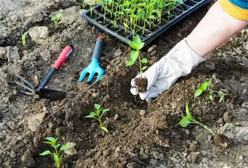 planter des plants