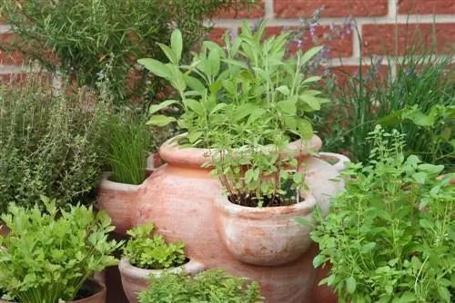 Fertilizing herbs: instructions for he althy growth and aroma