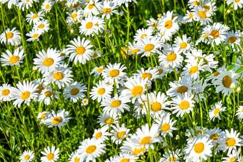 Tusenskönor i trädgården: steg för steg till ett hav av blommor