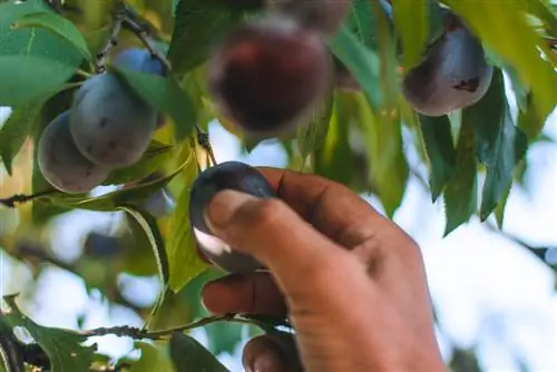 Memetik buah plum: Kapan buah plum siap dipanen dan sudah cukup manis?