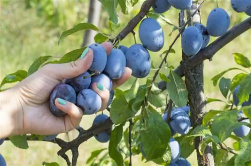 plum harvesting