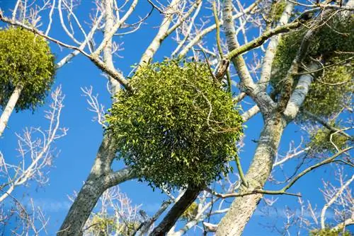 penuaian mistletoe