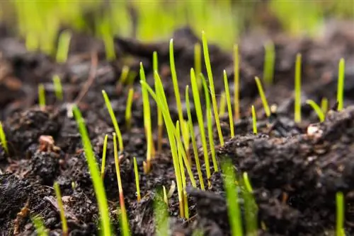 Germinando sementes de gramado: passo a passo para um jardim verde