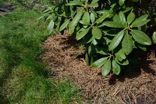 rhododendron mulching