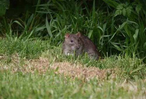 jauhkan tikus