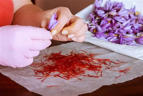 Harvesting saffron: When, how and why it's worth it