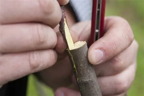 cultivando arboles frutales