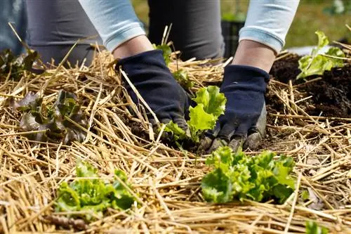 Tręškite salotas: optimalus kiekvienos veislės aprūpinimas maistinėmis medžiagomis