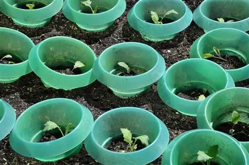 Wabak siput di taman? Bagaimana untuk melindungi tumbuhan anda