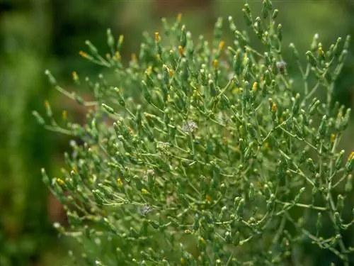 Harvesting lettuce seeds: This is how you get your own seeds