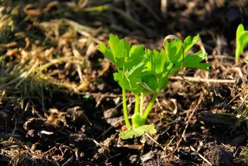 fertilizzante per sedano