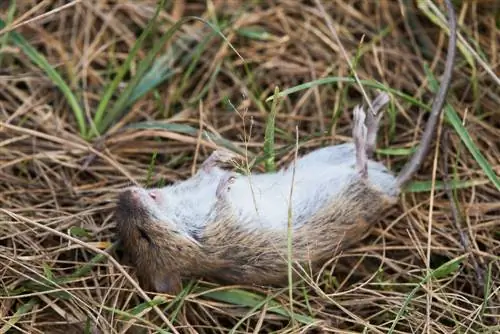 Woelmuis in de tuin: doden of een andere oplossing vinden?