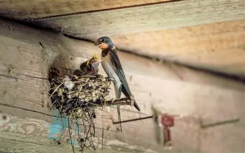 Keeping swallows away: methods, tips and legal aspects