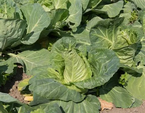 sau pointed cabbage