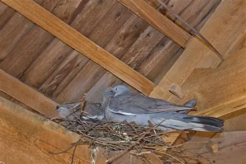 Keep pigeons away: effective and animal-friendly methods