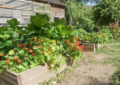 Washirika wanaofaa wa upandaji: Ni nani anayepatana na nasturtiums?