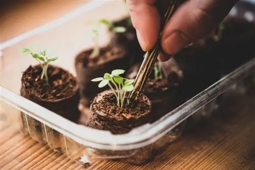 Pricking out seedlings: Why it is important and how to do it