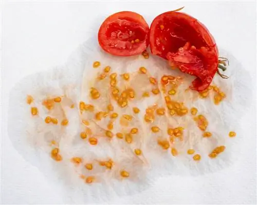 harvesting tomato seeds