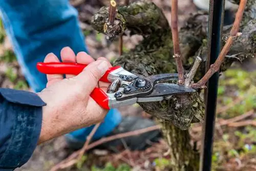 Caring for fruit trees: specifically remove water shoots