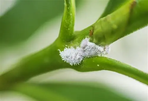 remove mealybugs