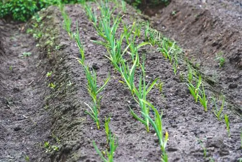 Coltivare e raccogliere cipolle invernali con successo: ecco come funziona