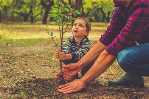 Planting root crops