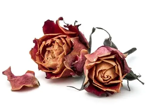 flower preservation flower preservation