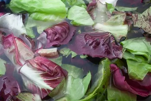 washing chicory