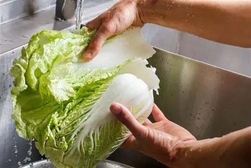 Wash Chinese cabbage: How to remove dirt and pesticides