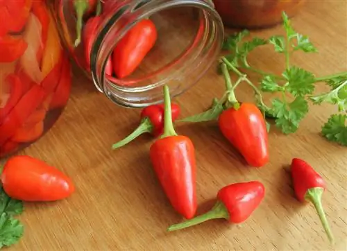 Preserving chili: Three effective methods at a glance