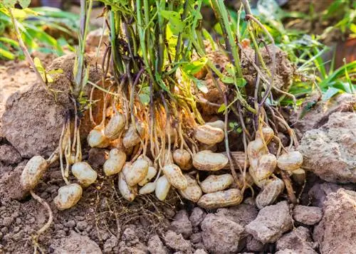 Cultiver des cacahuètes : Comment les cultiver dans son propre jardin ?