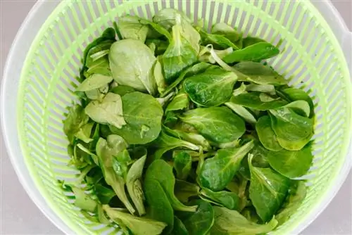 Washing and cleaning lamb's lettuce: step by step instructions