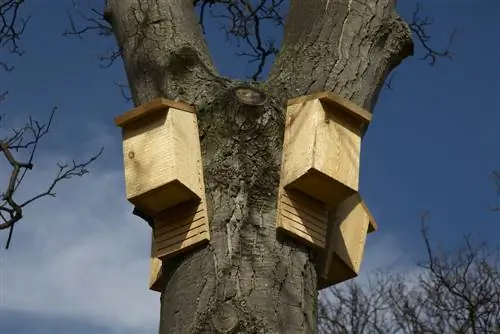 Appendere una cassetta per pipistrelli: dove e come è meglio?