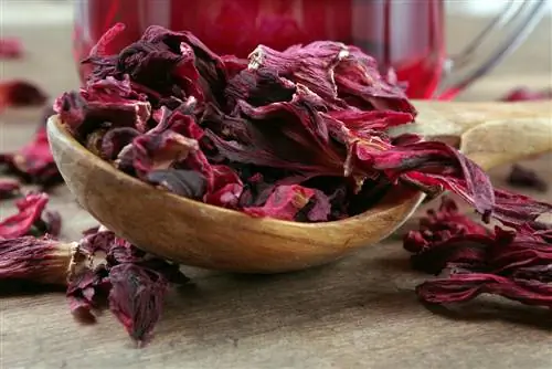 hibiscus flowers drying