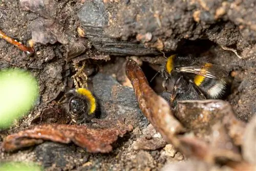 Settling bumblebees: This is how you offer the animals a home