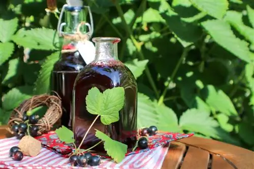 Preserving currant juice: Preserving made easy