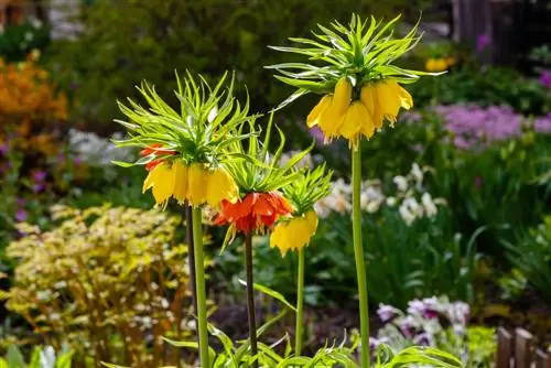 vole plant