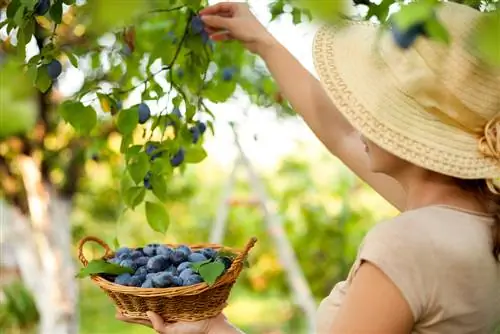 Harvesting aromatic plums: tips on the ripeness stage