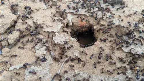 attract ants