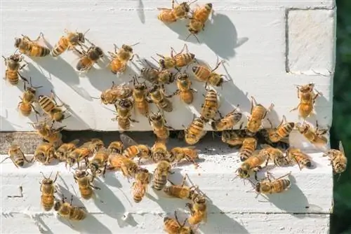 attirer un essaim d'abeilles